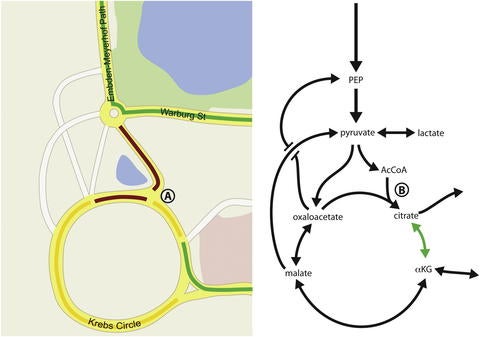 Simplified metabolic model and its striking similarity to a road map. (Metallo&Vander Heiden)